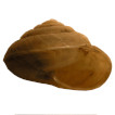 The Girdled Snail Hygromia cinctella (Draparnaud, 1801) new to the Czech Republic