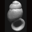 Second record and new locality of the Bulgarian endemic species Insignia macrostoma Angelov, 1972 (Gastropoda: Hydrobiidae) – more than 40 years after its description