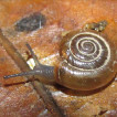 On the occurrence of Oxychilus camelinus (Bourguignat, 1852) in Bulgaria (Gastropoda: Zonitidae)