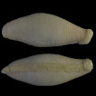 A second record of Selenochlamys (Stylommatophora: Trigonochlamydidae) from Crimea
