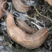 Tandonia kusceri (Pulmonata: Milacidae), a slug new for Slovakia