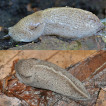 Měkkýši zapomenutého Branžovského hvozdu (jihozápadní Čechy) [Molluscs of the forgotten Branžovský hvozd Forest (south-western Bohemia)]