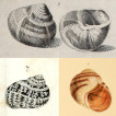 On Helix grisea
                    Linnaeus, 1758 and the Helix species described by
                    Carl Linnaeus and Otto Friedrich Müller
