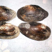 Anodonta (Anodonta) anatina (Mollusca: Bivalvia) z Pardubicka s netradičně velkými rozměry [A big Anodonta (Anodonta) anatina (Mollusca: Bivalvia) from the eastern Bohemia (CZ)]