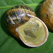 Cornu aspersum (Gastropoda: Helicidae) in Western Ukraine with an overview of introduced species of land molluscs from this area