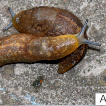 First records of introduced slugs of the genus Limacus (Gastropoda: Limacidae) in the Lviv region and their present distribution in Ukraine