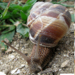 First record of Helix lucorum (Gastropoda: Helicidae) in Western Ukraine, with remarks on its present distribution in other parts of the country