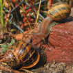 Helix (Cornu) aspersa (O.F. Müller, 1774) (Gastropoda: Helicidae) in the Czech Republic