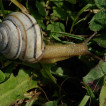 Páskovka Cepaea vindobonensis (Pulmonata: Helicidae) v západních Čechách [The snail Cepaea vindobonensis (Pulmonata: Helicidae) in West Bohemia]