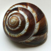 The first record of the Turkish snail (Helix lucorum L., 1758) in the Slovak Republic
