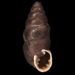 Chondrina tatrica Ložek, 1948: new species for the Romanian fauna (Gastropoda: Chondrinidae)