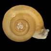 First record of Trochulus clandestinus (Hartmann, 1821) in Austria (Gastropoda: Eupulmonata: Hygromiidae)