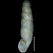 Pontophaedusa funiculum (Mousson, 1856) (Gastropoda: Eupulmonata: Clausiliidae) lived in captivity for 15 years