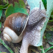 Helix lutescens (Gastropoda: Helicidae) expands its range in Ukraine