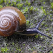 Malacological news from the Czech and Slovak Republics in 2024