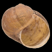 First observation of Cantareus apertus (Born, 1778) (Gastropoda, Eupulmonata, Helicidae) in Serbia