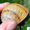 Two instead of one: citizen science and range clarification of Helix thessalica and H. pomatia (Gastropoda: Helicidae) in Ukraine