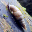 Molluscs of the Uplaz Nature Reserve (Moravian-Silesian Beskydy Mts., Czechia)