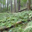 Molluscs of the Skálí, Smradlavá and Vachalka Nature Monuments (Vsetínské vrchy Mts., Western Carpathians, Czechia)