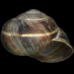 The first record of the Turkish snail Helix lucorum Linnaeus, 1758 (Stylommatophora: Helicidae) in Denmark: accidental introduction without confirmed establishment