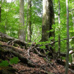 Prales NPR Mionší – malakozoologický ráj v Beskydech [Virgin forest of the Mionší National Nature Reserve – a malacological Eden in the Beskydy Mts (S Moravia, Czech Republic)]