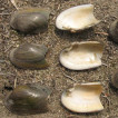 Vodní měkkýši Malé Bečvy (Česká republika) [Aquatic molluscs of the Malá Bečva River (Czech Republic)]
