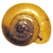The first outdoor find of an American snail Zonitoides arboreus (Say, 1816) from the Czech Republic