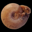 A new record of Soosia diodonta (Férussac, 1821) (Gastropoda: Pulmonata: Helicodontidae) in Bulgaria
