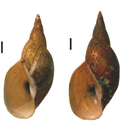 An interesting case of predominantly sinistral population of Lymnaea stagnalis (L.) (Gastropoda: Pulmonata: Lymnaeidae)