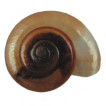 A new record of Oxychilus alliarius (Gastropoda: Zonitidae) with the species distribution in the Czech Republic
