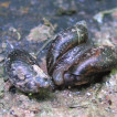 Měkkýši navrhované PR Údolí Vrchlice u Kutné Hory [Molluscs of the proposal nature reserve Vrchlice Valley near Kutná Hora]
